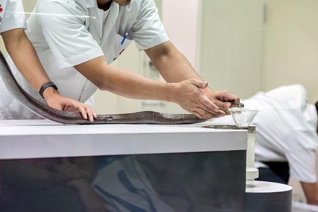 Serum Anti Bisa Ular untuk Mengatasi Efek Racun akibat Gigitan Ular Berbisa - Alodokter