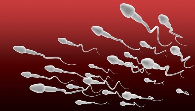 Spermatogenesis: Fakta Unik Pembentukan Sperma dalam Tubuh Pria - Alodokter