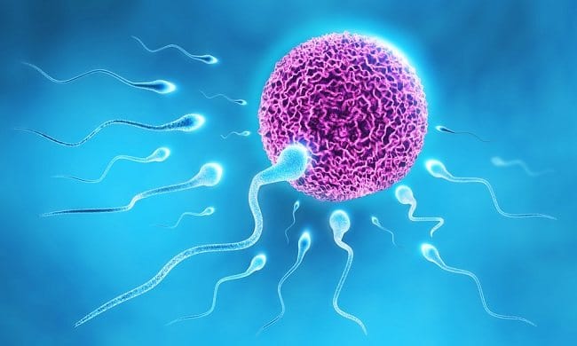 Mengenal Spermatogenesis dan Oogenesis - Alodokter