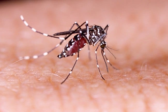 Mengenali Ciri-Ciri Nyamuk Aedes Aegypti Penyebab DBD - Alodokter