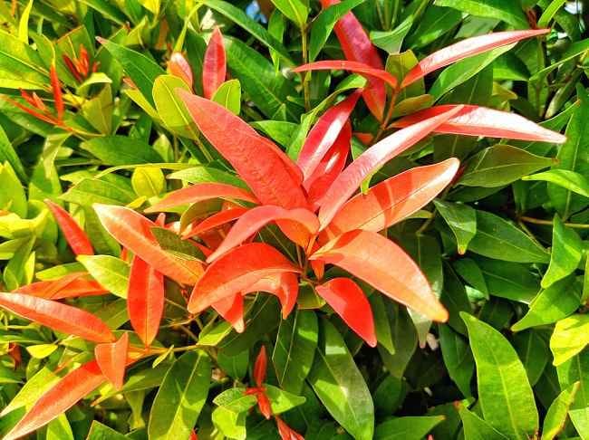 5 Manfaat Pucuk Merah untuk Kesehatan - Alodokter