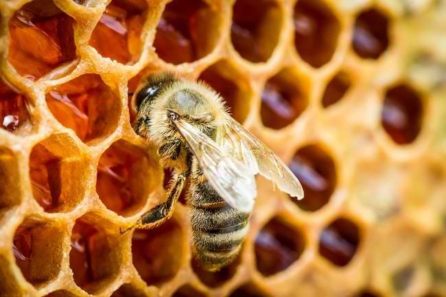 Propolis, Ketahui 7 Manfaatnya bagi Kesehatan di Sini - Alodokter