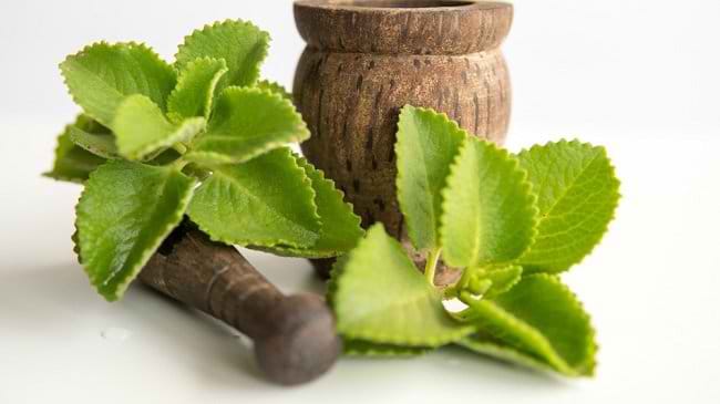 Tak Hanya Meredakan Batuk, Inilah 6 Manfaat Daun Bangun-bangun bagi Kesehatan Tubuh - Alodokter