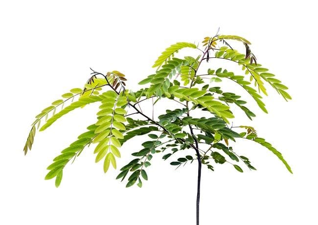 Daun Senna, Ketahui Beragam Manfaatnya untuk Kesehatan - Alodokter