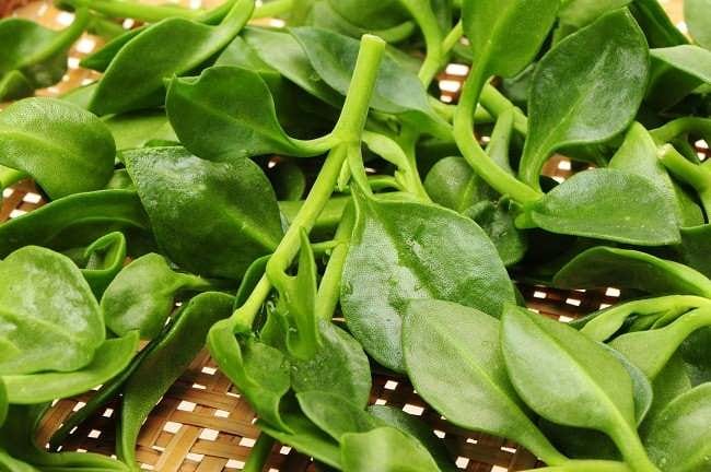 Sambiloto, Kenali 7 Manfaatnya untuk Kesehatan - Alodokter