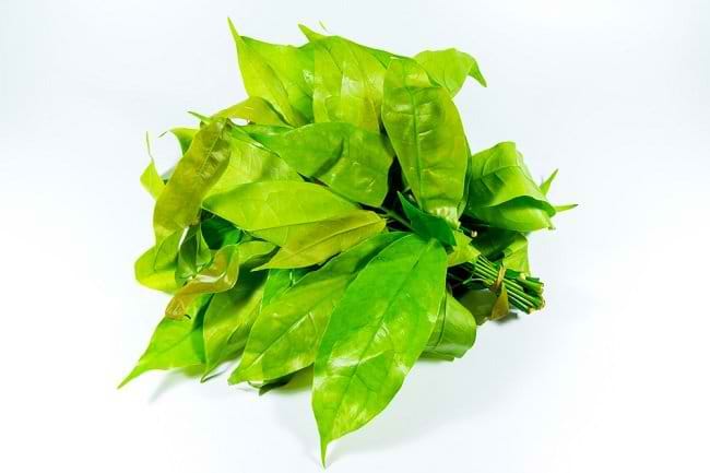 Inilah 5 Manfaat Daun Melinjo untuk Kesehatan Tubuh - Alodokter