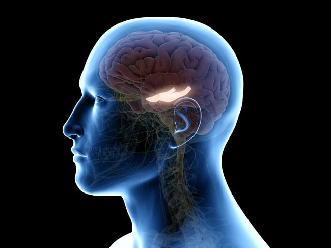Mengenal Hippocampus, Bagian Otak yang Penting untuk Menyimpan Memori - Alodokter