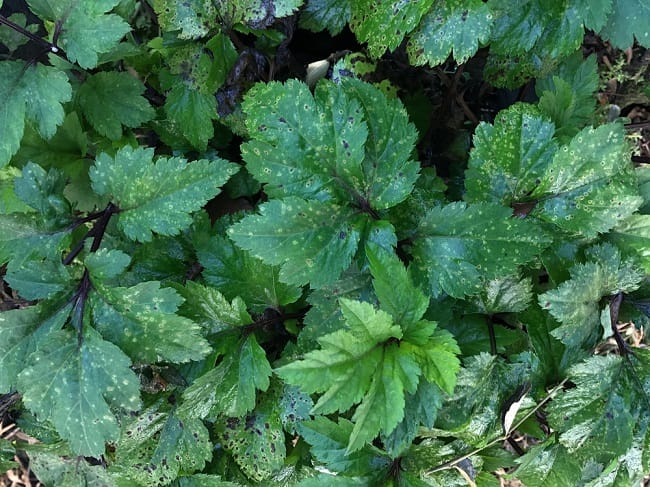 5 Manfaat Purwoceng yang Perlu Anda Ketahui - Alodokter