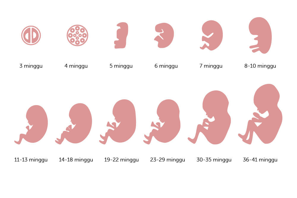 ini perkembangan bayi dalam kandungan dari minggu ke minggu