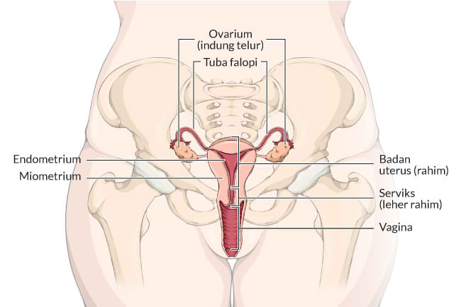 Kenali Anatomi Vagina dan Keluhan yang Sering Terjadi - Alodokter