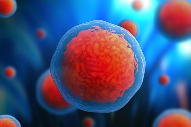 Memahami Sitoplasma Beserta Fungsinya dalam Tubuh - Alodokter