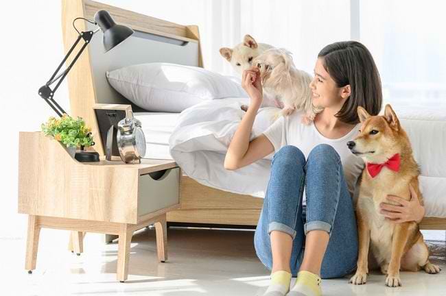 Bahaya Kutu Anjing dan Cara Mengobati Gigitannya - Alodokter