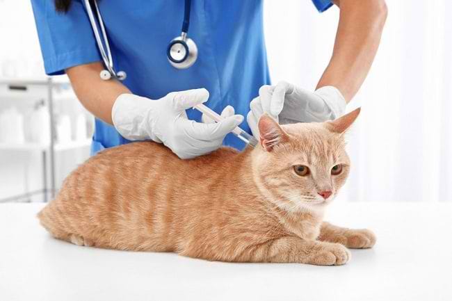 Ketahui Jenis Vaksin Kucing untuk Peliharaanmu - Alodokter