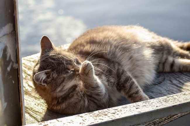 Seperti Ini Tanda-Tanda Kehamilan pada Kucing - Alodokter