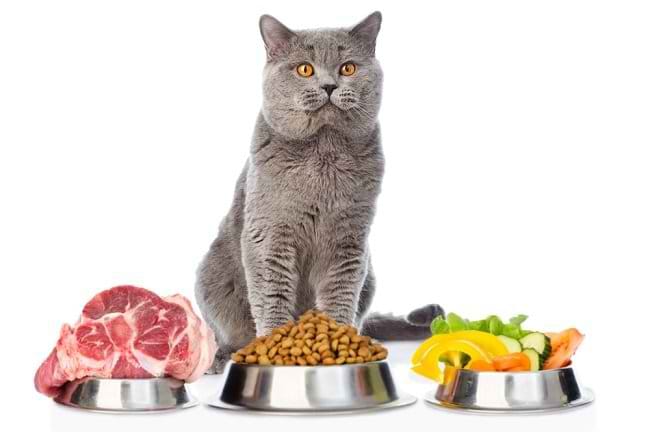 5 Makanan yang Dilarang untuk Kucing - Alodokter