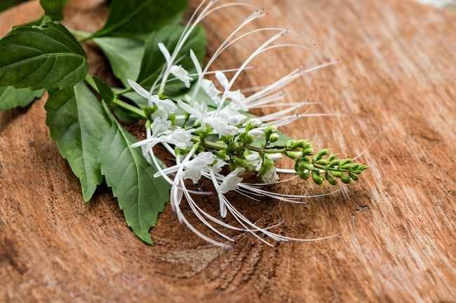 10 Manfaat Kumis Kucing dan Cara Aman Mengonsumsinya - Alodokter