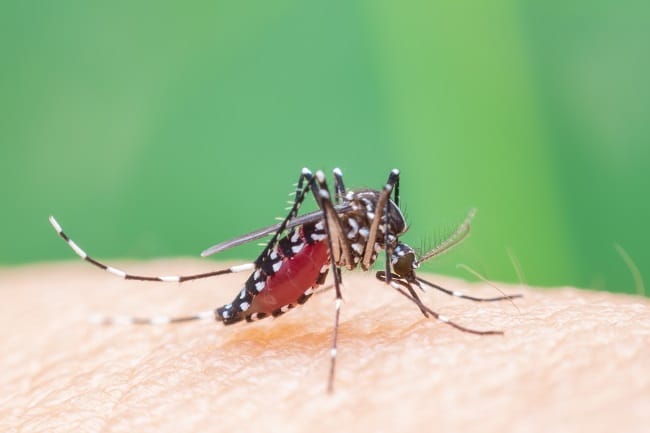 Demam Kuning - Alodokter