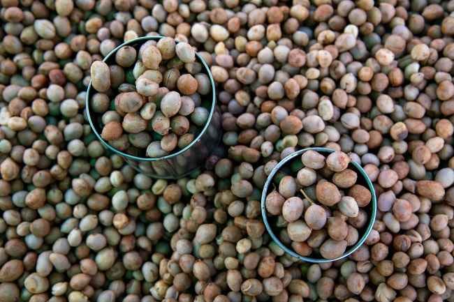 Kandungan dan Manfaat Kacang Bogor bagi Kesehatan - Alodokter