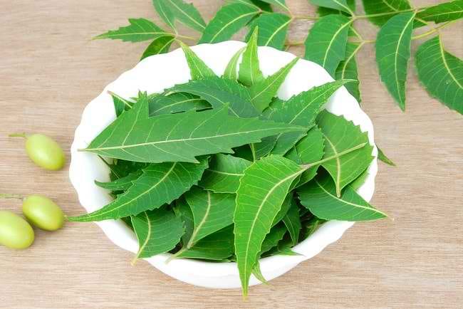 Inilah 4 Manfaat Daun Mimba untuk Kesehatan - Alodokter