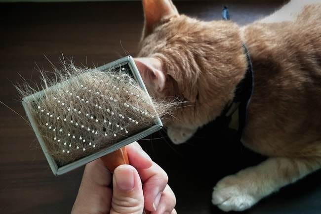 Bulu Kucing Rontok, Ketahui Penyebab dan Cara Mengatasinya - Alodokter