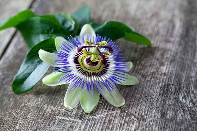 4 Manfaat Passion Flower untuk Kesehatan - Alodokter
