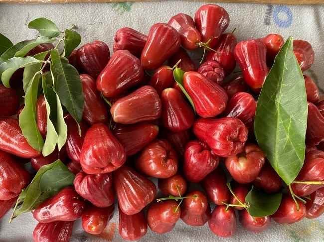 Jambu Air, Ketahui Kandungan Nutrisi dan Manfaatnya bagi Kesehatan - Alodokter