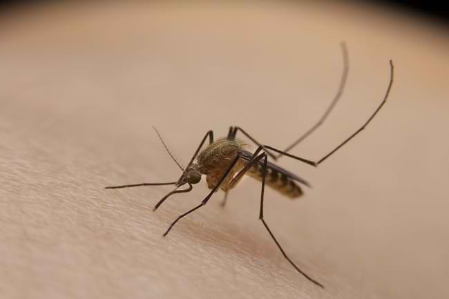 7 Penyakit yang Disebabkan oleh Virus Ini Perlu Diwaspadai - Alodokter