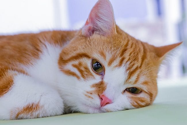 7 Penyebab Kucing Batuk yang Perlu Diketahui - Alodokter