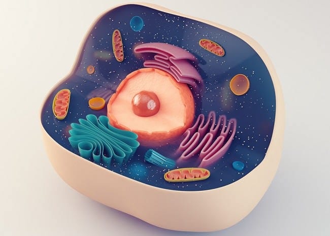 Struktur Sel Manusia dan Fungsinya - Alodokter