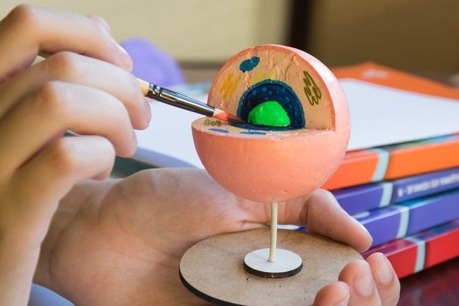 Fungsi Retikulum Endoplasma Halus dan Kasar pada Manusia - Alodokter