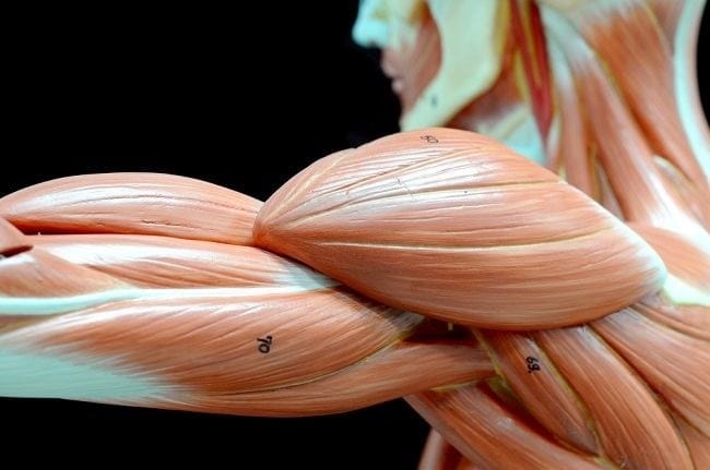 Jaringan Otot Manusia, Kenali Jenis dan Fungsinya - Alodokter