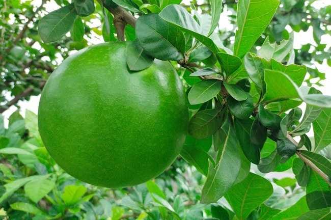 7 Manfaat Buah Maja Beserta Kandungan Nutrisinya - Alodokter