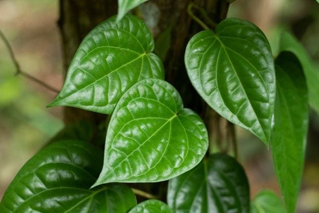 7 Manfaat Daun Sirih bagi Wanita yang Sayang untuk Dilewatkan - Alodokter