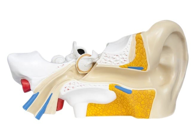 Membran Timpani, Ketahui Fungsi dan Kondisi yang Dapat Memengaruhinya - Alodokter