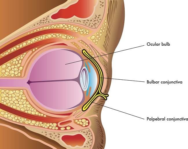 Konjungtiva, Kenali Fungsi dan Gangguan yang Dapat Terjadi - Alodokter