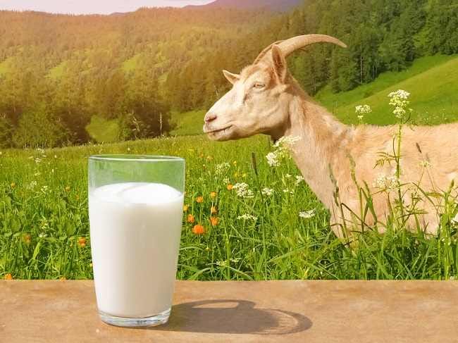 10 Manfaat Susu Kambing Etawa dan Kelebihannya Dibandingkan Susu Sapi - Alodokter