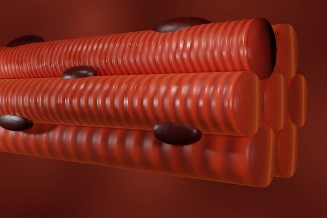 Otot Lurik, Kenali Bentuk, Fungsi, dan Cara Kerjanya - Alodokter