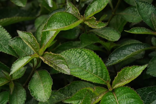 5 Manfaat Daun Pecah Beling untuk Kesehatan yang Jarang Diketahui - Alodokter