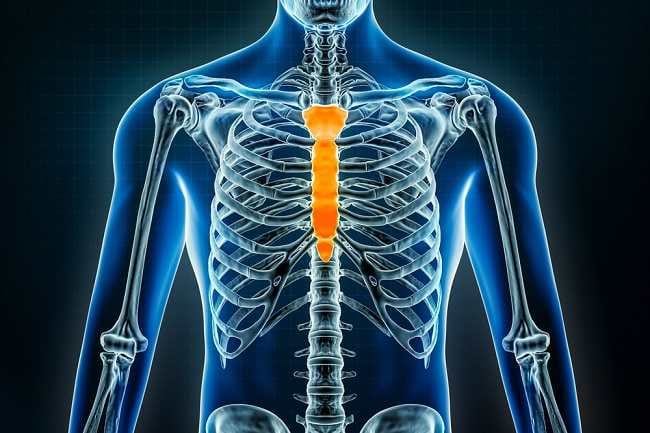 Tulang Pipih, Ketahui Struktur dan Fungsinya - Alodokter