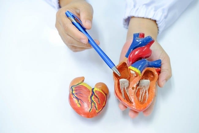 Vena Pulmonalis, Kenali Peran hingga Gangguan yang Bisa Terjadi - Alodokter