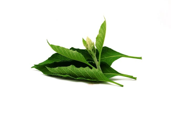 Daun Sembung, Inilah Manfaatnya untuk Kesehatan - Alodokter