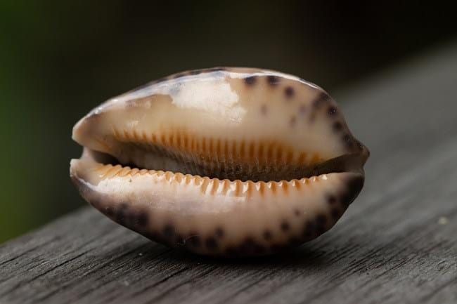 Vagina Hitam, Ini Penyebab dan Cara Mengatasinya - Alodokter