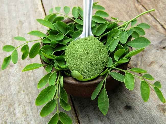 Daun Kelor, Manfaat hingga Tips Mengolahnya - Alodokter