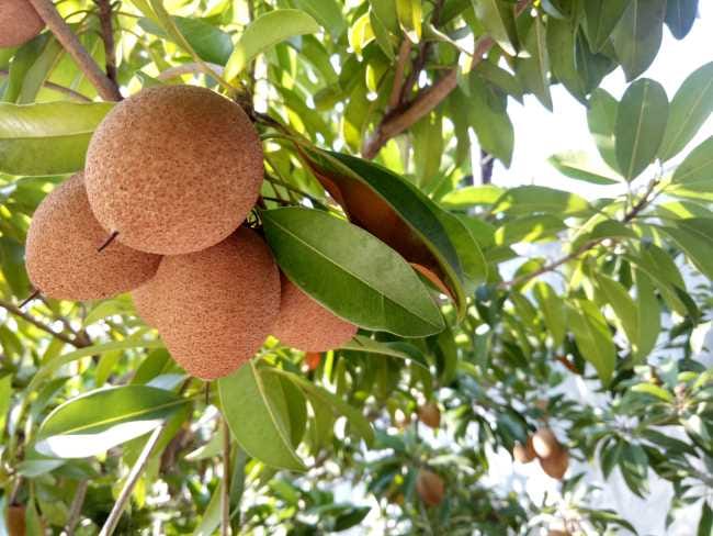 Ketahui Beragam Manfaat Sawo bagi Kesehatan - Alodokter