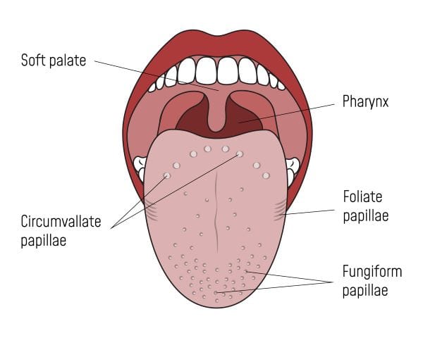 Papila Lidah, Jenis, Fungsi, dan Gangguan yang Bisa Terjadi - Alodokter