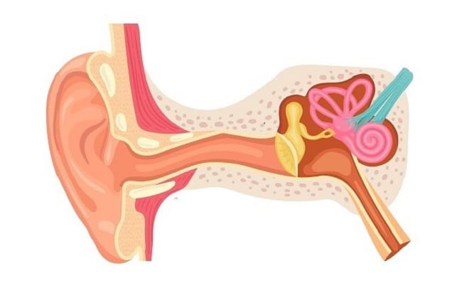 Kenali Bagian-Bagian Telinga Beserta Fungsinya - Alodokter