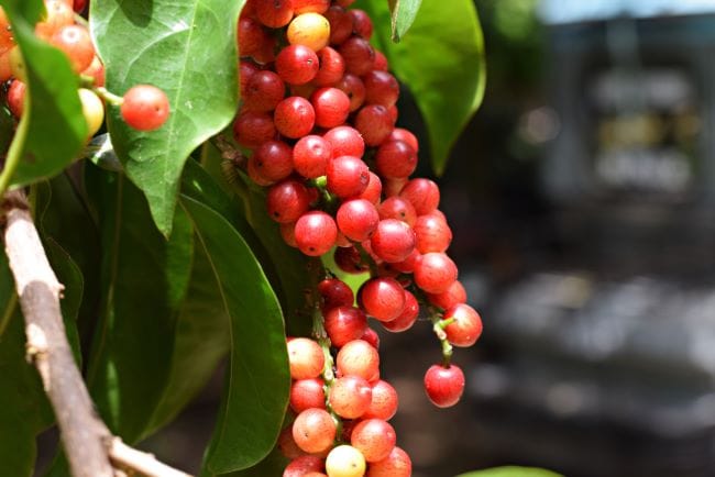 Buah Buni, Ketahui Manfaat dan Cara Mengonsumsinya - Alodokter