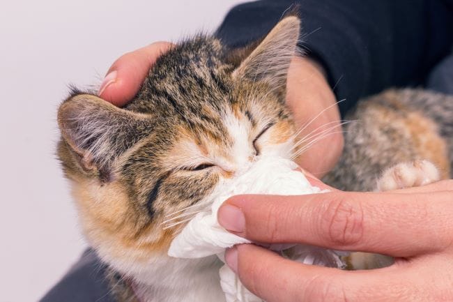 Kucing Bersin Terus, Ketahui 5 Penyebab dan Cara Mengatasinya - Alodokter