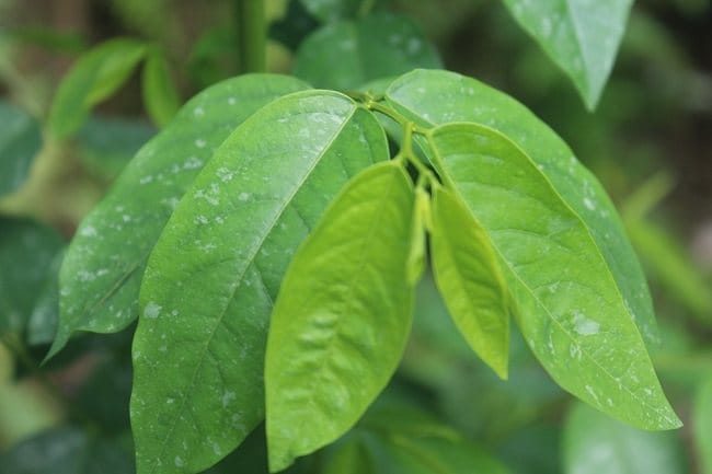 7 Manfaat Daun Katuk untuk Ibu Menyusui yang Sayang Dilewatkan - Alodokter