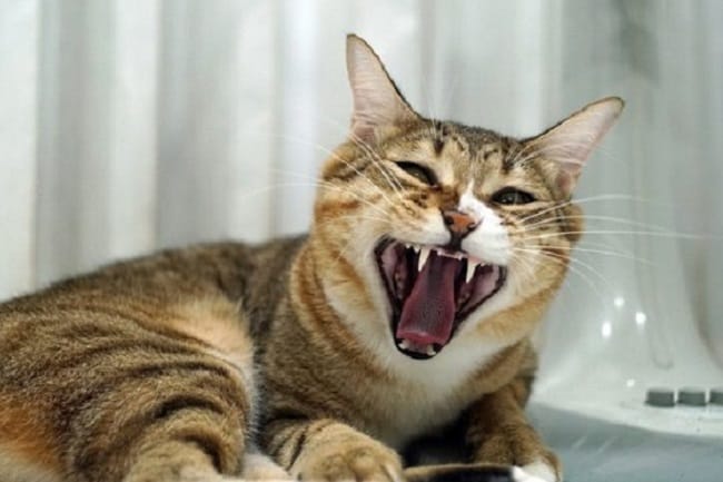 Mulut Kucing Bau, Ketahui Penyebab dan Cara Mengatasinya - Alodokter